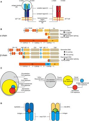 Analysis of T-Cell Receptor Repertoire in Transplantation: Fingerprint of T Cell-mediated Alloresponse